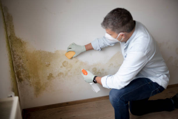 Mold Remediation for Rental Properties in Sea Bright, NJ